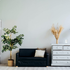 Кімната, в якій стоїть кімнатна рослина, чорний диван та білий комод